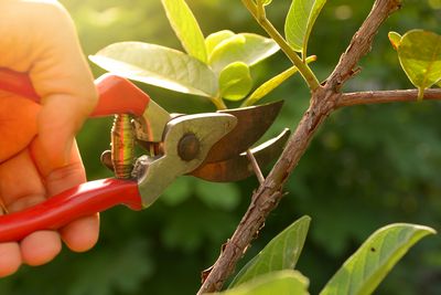 Pruning